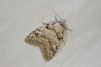 Nola cicatricalis