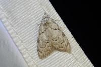 Nola confusalis