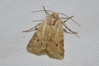 Spudaea ruticilla