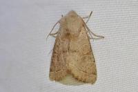 Orthosia cerasi