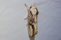 Egira conspicillaris