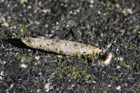 Taleporia tubulosa