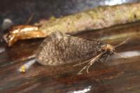 Taleporia tubulosa
