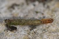 Taleporia tubulosa
