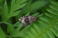 Celypha lacunana