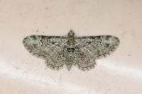 Pasiphila rectangulata