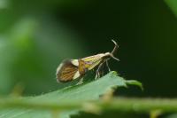 Alabonia geoffrella