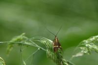Nemophora degeerella