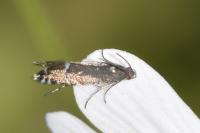 Glyphipterix simpliciella