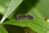 Lymantria dispar