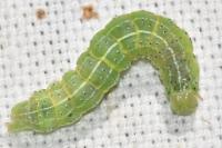 Cosmia trapezina