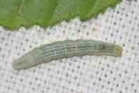 Operophtera brumata