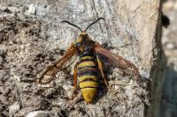 Sesia apiformis
