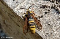 Sesia apiformis