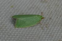 Tortrix viridana