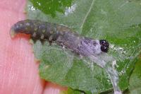 Ptycholoma lecheana