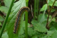 Malacosoma neustria