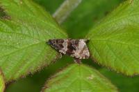 Celypha cespitana