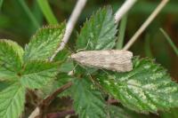 Nomophila noctuella