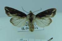 Egira conspicillaris