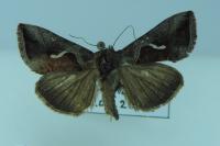 Macdunnoughia confusa