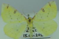 Opisthograptis luteolata