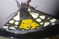 Arctia villica