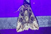 Autographa gamma