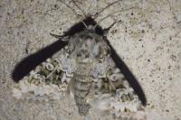 Hecatera bicolorata