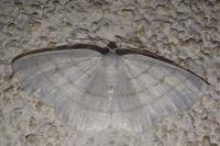 Cabera pusaria