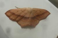 Scopula imitaria