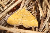 Camptogramma bilineata