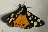 Arctia villica