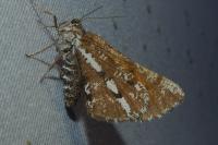 Bupalus piniaria