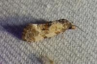 Cochylis molliculana