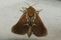 Korscheltellus lupulinus