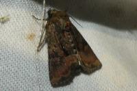 Oligia latruncula/strigilis/versicolor