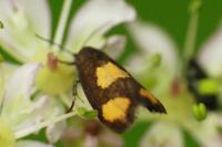 Pammene aurana