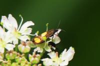 Pammene aurana