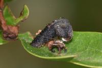 Coleophora anatipennella
