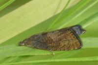 Dichrorampha