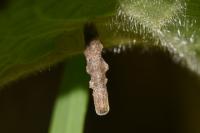 Coleophora ochripennella