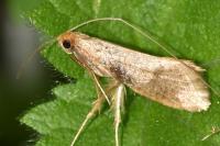 Nematopogon adansoniella