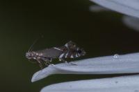 Glyphipterix simpliciella