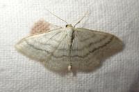 Idaea subsericeata
