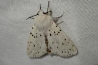 Spilosoma lubricipeda