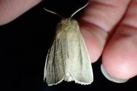 Sesamia nonagrioides