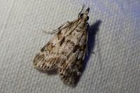 Scoparia ingratella/pyralella