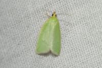 Tortrix viridana