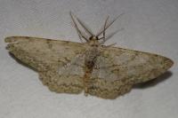 Hypomecis punctinalis